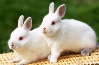 宠物兔和肉兔有什么区别呢？