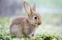 宠物兔有哪些坏毛病？