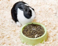 外国宠物兔里的祖宗——荷兰兔