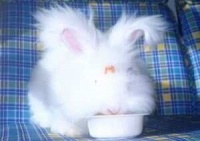 什么是宠物兔