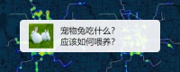 宠物兔吃什么？应该如何喂养
