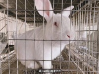 小白兔是外来物种，还是超生游击队“天花板”，省农科院兔场万元宠物兔撸起来（一）