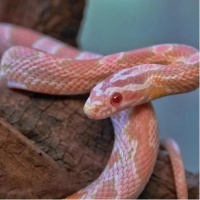 段元诚宠物蛇创业的独特之路