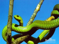 宠物蛇如何饲养