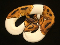 你知道这些常见宠物蛇吗？