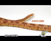 宠爱有道 | 这条宠物蛇外型和银环蛇相似，却是野外毒蛇杀手！
