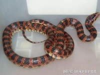 你知道有哪些人工饲养的宠物蛇吗？