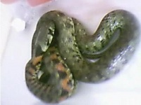 最温顺的宠物蛇 翠青蛇是最常见温顺的宠物蛇