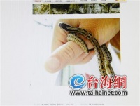 蛇年将至带旺宠物蛇 买的人近来明显增多
