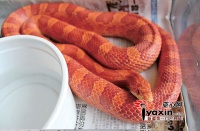 新疆库尔勒一市民家有宠物蛇26枚蛋孵化一半被订购