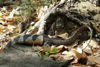 宠物蛇长大后，真的会进行长度测量吗？不吃不喝准备吃掉主人？