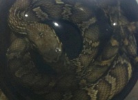 宠物蛇死了是什么原因？如何尽量避免这种情况的发生？