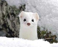 宠物貂装“睡美人”，360度摇晃都不醒，主人只有这么做才肯睁眼!