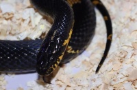 我滴个乖乖！女子家中饲养的宠物蛇“越狱”……