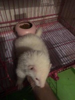 安格鲁宠物貂的特性及饲养驯化方法