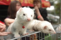 宠物貂都有什么种类？