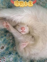 宠物貂的4种小习性，你收藏了吗