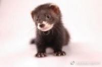 宠物貂已经成为狗、猫之下的第三大宠物