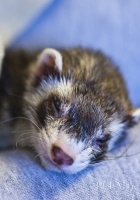 宠物貂可能患上的六种疾病