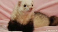 宠物貂多少钱一只？