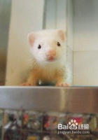 饲养宠物貂要注意的四大项