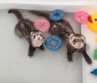 宠物貂的历史与近代