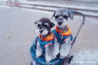 部分国产低脂粮不能吃，17款低脂狗粮评测与4个自制低脂狗粮配方