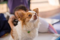 让你的宠物与其他动物和人相处融洽！
