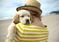 如果你想在英国养宠物，这些注意事项要牢记！