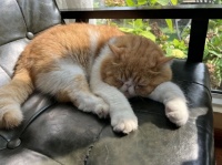 数千年前，“喵星人”就备受宠爱吗？（内含福利）