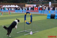 嗷呜狂欢节来啦！首届中国大学生宠物世界运动会盛大开幕