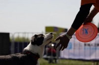 嗷呜狂欢节不止你想象！专业运动赛事体验和早安露营等你来！