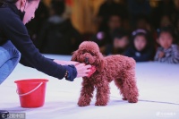 潍坊举行宠物大赛 狗狗萌翻全场