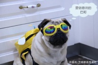 爱宠吃喝拉撒睡一站式解决，顺便薅够一年口粮，亚宠展你值得拥有