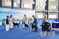 国内顶级赛犬齐聚青岛即墨 CKU全犬种冠军展圆满落幕