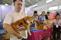 快来“吸猫吸狗”！第六届昆明东盟宠物博览会开幕了