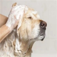 自助宠物洗澡店加盟 自助宠物洗澡店加盟费用 代理怎么样