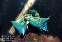 最新！赛事追踪，神仙颜值出没