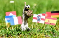 预测世界杯赛事的神奇动物丨足球遇到宠物系列 第二十二届世界杯在卡塔尔举办，给北半球的冬季增加了一丝激情，借着世界杯的足球氛围，宠业家特别推出《当足球遇到宠物系列》主...