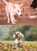 宠物行业+互联网：一个潜力无限的创业领域等待你的发掘