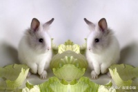 小兔子的特殊时期，小主们一定要重视起来