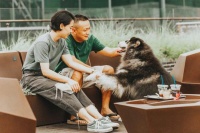 如果你养猫猫狗狗，请搬到深圳来