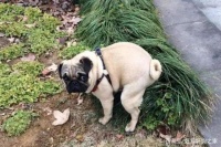 给不给宠物做节育，有这么纠结吗？(上)