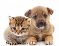 宠物驱虫的重要性，守护宠物和家人的福祉