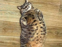 宠物驱虫药哪个牌子好？口碑最好的十款宠物驱虫药品牌排行榜