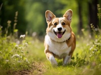 宠物该如何驱虫？这些宠物驱虫不为人知的秘密，不敢忽视！