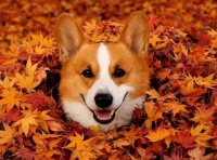 【图片】杭州宠物医院哪家好，虹泰教您如何给宠物驱虫