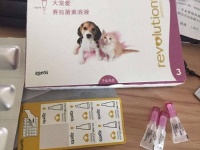 大宠爱驱虫小妙招：宠物驱虫药怎么选？