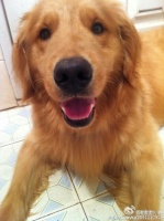 给金毛喂驱虫药 孩子她妈糊涂！！！用给人吃的驱虫药给狗狗吃了，但她又是按照宠物驱虫药的剂量喂的…