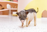 养宠物的家庭越来越多，你知道如何定期给自家宠物驱虫吗？